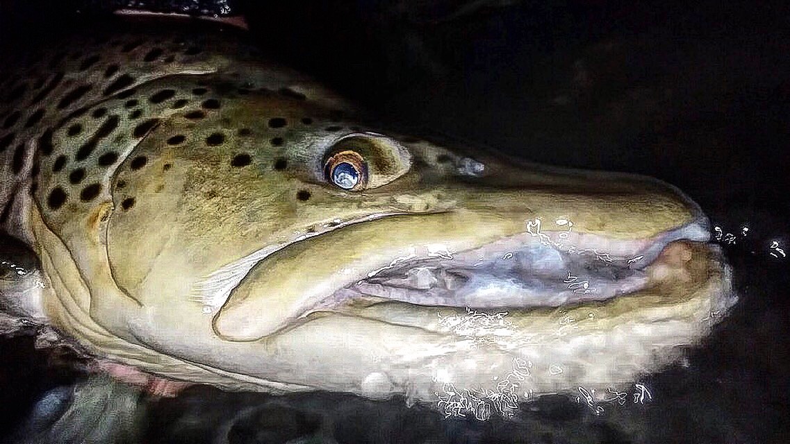 Brown Trout - Catch and Release