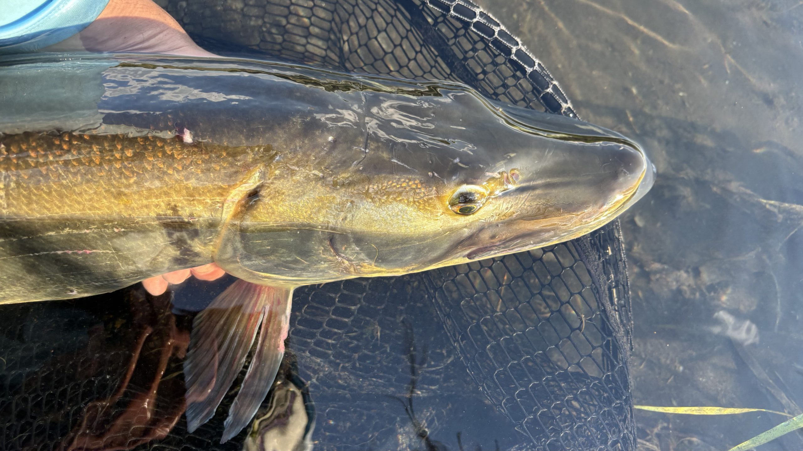 Tips For Finding, Hooking and Landing Big Fish in Freshwater